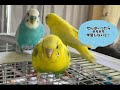 【今週のりっくん】vol.14 神経障がいと闘うインコの日常 『いつも前向いて頑張るぞ！』