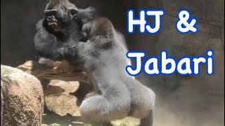 Gorilla 💎Jabari puts HJ in his place💎 HJ throws branch to Jabari 💎 兄に怒られるHJ❣️Los Angeles zoo