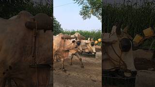 Persian Water Wheel Work For Irrigation #ruralpakistan #waterwheel