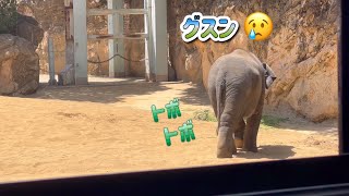 一人で食べていたらママが来てくれたから、一緒に食べれると思ったのに・・・🐘　8月6日 上野動物園