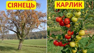 Підщепа для яблунь - сіянець, середньоросла та карликова. Які особливості, переваги та недоліки