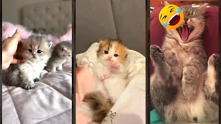 Cat Funny Videos 😹 Cats Being Cats ❤️ #CuteFunnyCats Part 1222