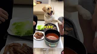 肉肉看个够🐶：自从养了狗，吃个棒棒糖只吃得到2秒钟...