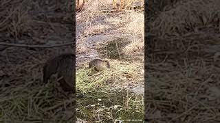 【 悲報 】緑ヶ丘公園のヌートリア、いよいよ最後の1匹か？ 1月31日 😢