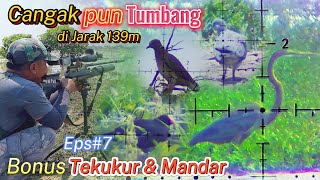 Jarak Berapapun Sikaaat!!! Berburu Cangak Bonus Tekukur \u0026 Mandar || Muter Turet Eps#7