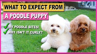 TOY POODLE PUPPY- 10 Things to Expect AFTER Getting One| The Poodle Mom