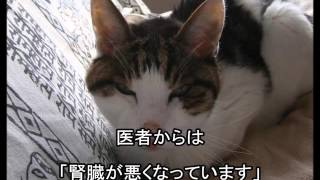 最後の別れを言いにきた猫