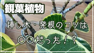 【観葉植物】フィカス・アルテシマを増やす。挿し木のコツ、発根させるには！？