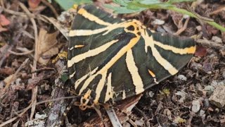 ジャージータイガーガ/Euplagia quadripunctaria【Belgium/La Roche de Ardenne 23/07/23】