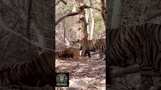 Tigress in Ranthambore, India. A lovely family scene of a mother tigress and her cubs #tiger #india