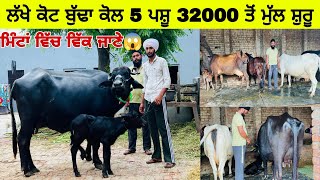 ਲੱਖੇ ਕੋਟ ਬੁੱਢਾ ਕੋਲ 5 ਪਸ਼ੂ 32000 ਤੋਂ ਮੁੱਲ ਸ਼ੁਰੂ । ਮਿੰਟਾਂ ਵਿੱਚ ਵਿੱਕ ਜਾਣੇ। ਪਿੰਡ ਕੋਟ ਬੁੱਢਾ। ਪੱਟੀ