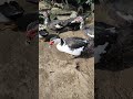 very beautiful female muscovy duck birds shorts short cristmas shortvideo funny chicken