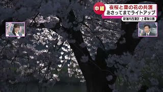 【中継】ピンクの桜と黄色い菜の花の共演　新潟市・上堰潟公園でライトアップ！《新潟》