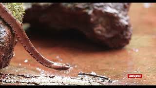 Hump nosed Pit Viper