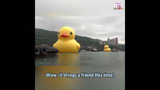 Giant rubber duck comes back to Hong Kong with a friend