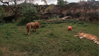 2020 返台日記 25《台北動物園》Taipei Zoo!