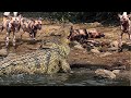 Wild Dog Was Eating Newly Hunted Prey When Suddenly He Was Dragged Into The River By Alligators