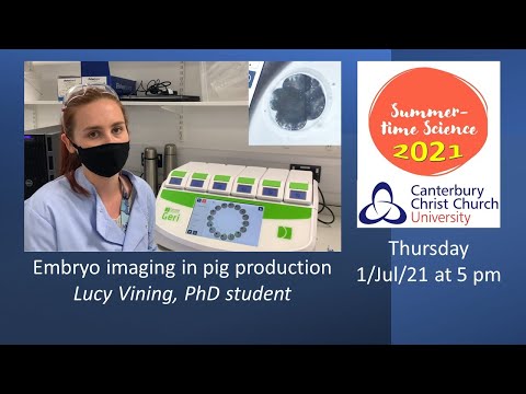 Where is the embryo located in a pig?