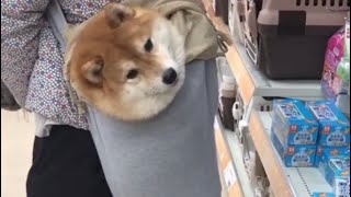 Shibe Pouch