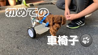 はじめての車椅子( •̀ .̫ •́ )✧