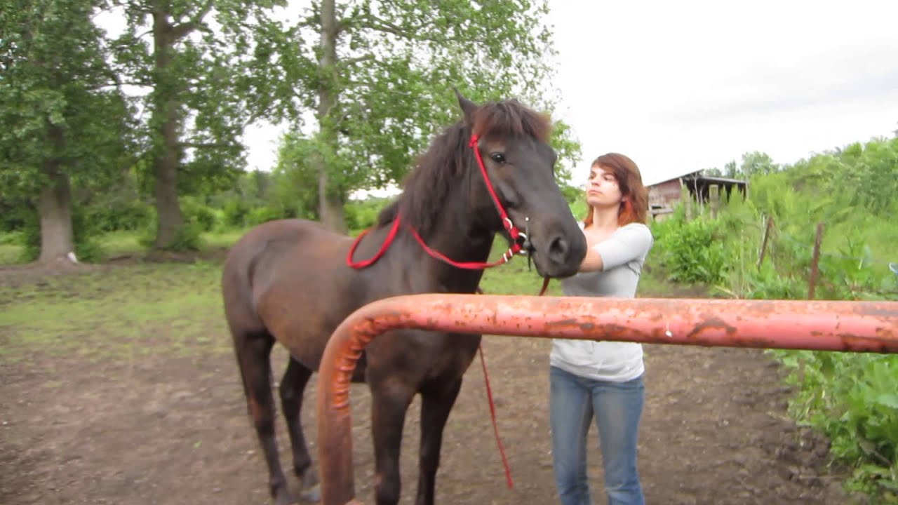 Bareback Youtube