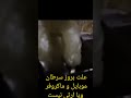 پدرارشان برنج پلاستیکی عامل بروز سرطان پانکراس معده روده بزرگ و غیره