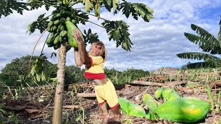 Cutis Farmer Rickshaw Harvest Papaya Sell Buy Fish Feed Cat