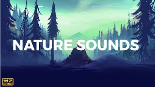 Relaxing Music with Nature Sounds ~ Forest Music ~ Nature Meditation ~ Relax Music, Forest