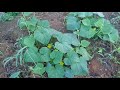 Smart farm: cucumber farming in Jamaica (2021) farming youth