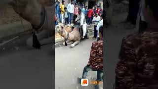 WhatsApp comedy Sherkot Bijnor(1)