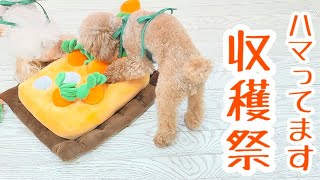 話題の韓国知育おもちゃでにんじん農家に転職したトイプードル姉妹【愛犬】【ノーズワークトイ】