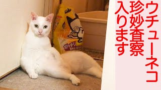 闘病甘ったれボス猫、ウチューネコの査察を受ける