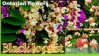 #Wild Ontarian flowers #wild Alsike clover wild flowers #Black locust, bladder campion wild flowers.