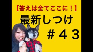 【９割の愛犬家が知りたい答えは全てここに！】最新しつけ　＃４３