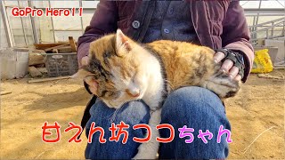 甘えん坊ココちゃん108 #cat #野良猫ちゃん