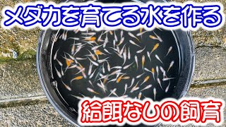 【めだか】粉餌・ゾウリムシ・ミジンコ無しのメダカ飼育　Ｂ型おやじ