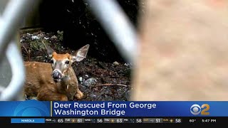 Deer Rescued From George Washington Bridge