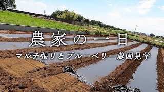 【農家の一日】ブルーベリー農園に行ってきました【マルチ張り】