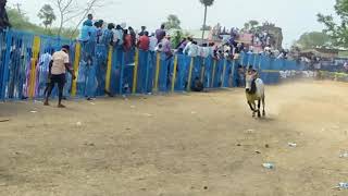 Keelathaniyam jallikattu(8)