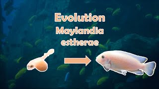 L' évolution 3: de mes Maylandia estherae Minos Reef O F3