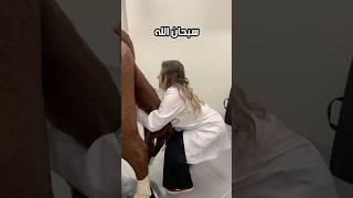 حصان حقيقي ؟