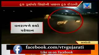 Viral Video of Pride of Lion harassed by Truck Driver at Rajula, Amreli | Vtv News