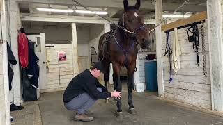 Day in the life as a Harness Racing Groom | Jogging Horse POV