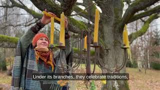 2024 Tree of the Year Lithuania – The Oak of Varniškės