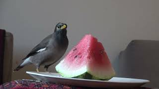Watermelon-loving birds:Hilarious moments!