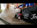 柴犬柿丸 市場でクロワッサンを食する柴犬【オランダ 環境音 4k】kaki maru the shiba inu