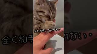 毛繕いしてるチョコちゃんにちょっかいをかけてみた結果　　#猫　#shorts  #ねこ