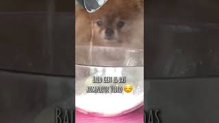 Was machen da nur Lio und Chico? Fluffy Pomeranian Show #pomeranian #шпиц #смешныевидео