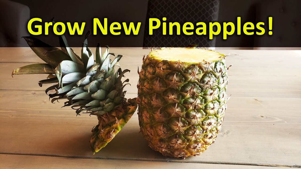 How To Grow A Pineapple Plant From A Grocery Store Pineapple Top ...