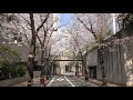 【4k動画】東京（赤坂）の桜並木（桜のトンネル）アークヒルズ（昼桜）tokyo cherry blossoms